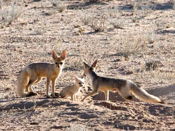 лисица vulpes chama фото