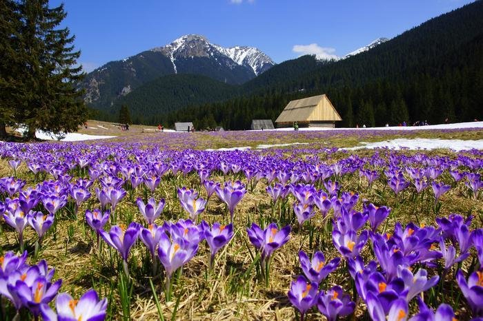 карпаты долина крокусов фото