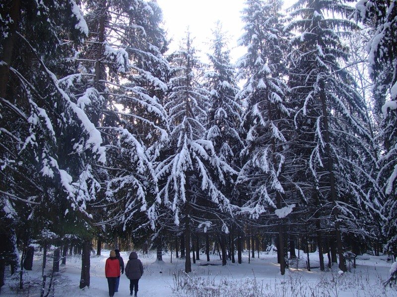 посёлок любучаны фото