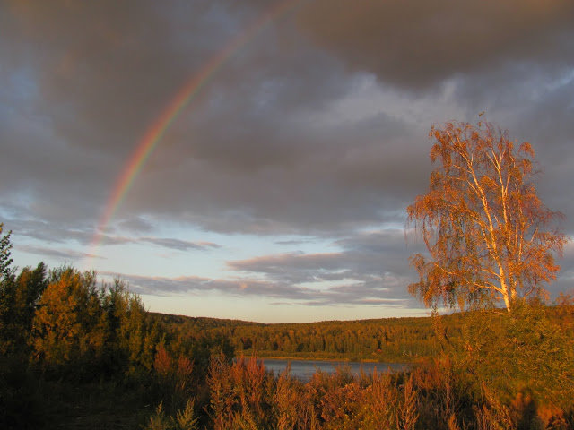 осенняя береза фото