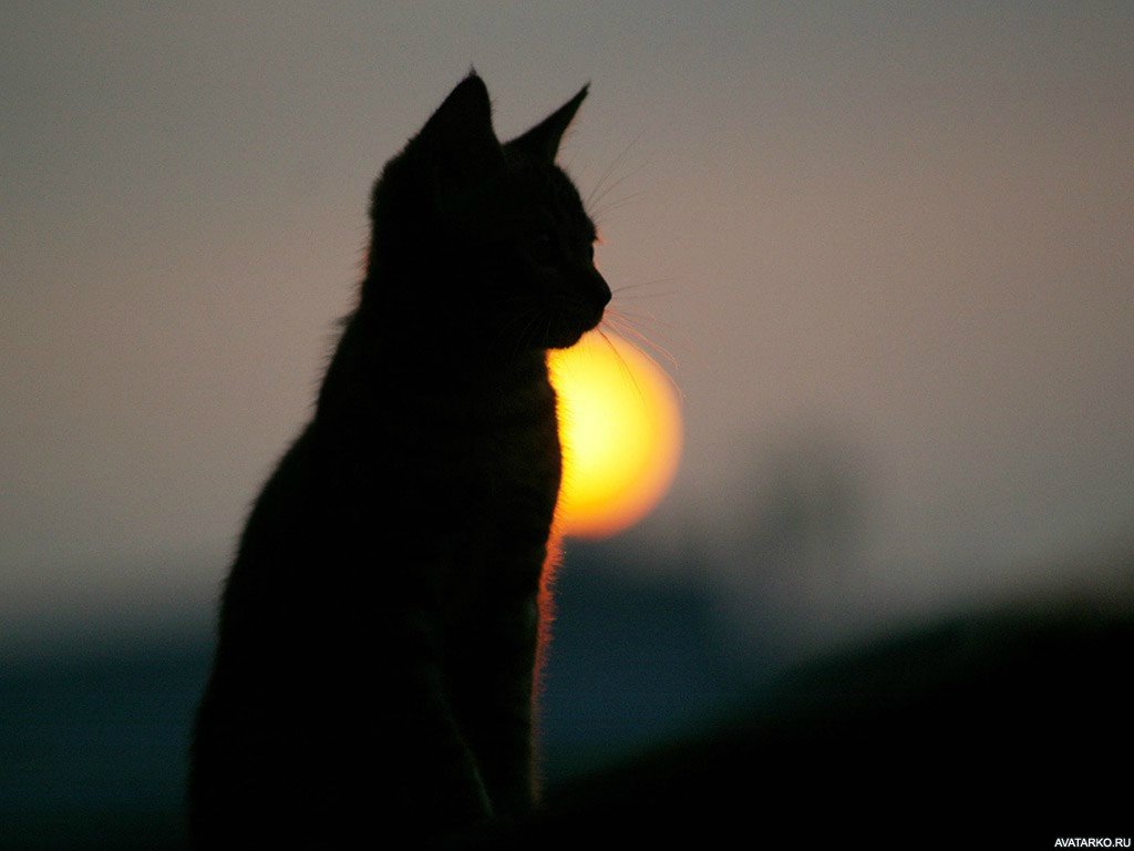 �������� �� ���� ��� ����, ����� �������� ���