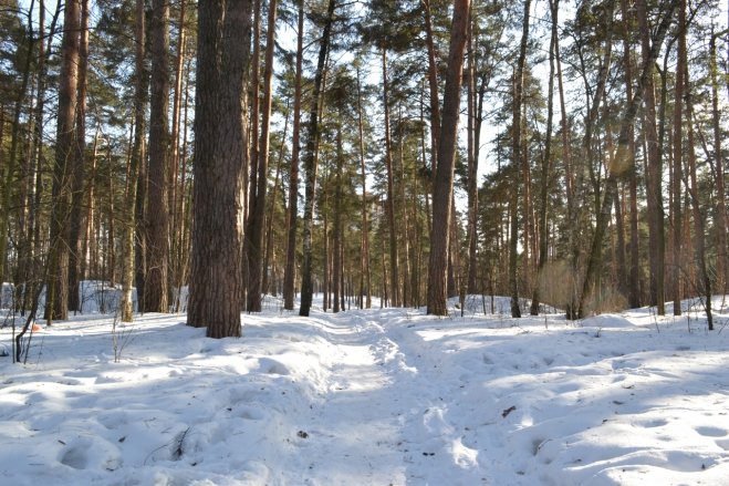 бузулукский сосновый бор фото