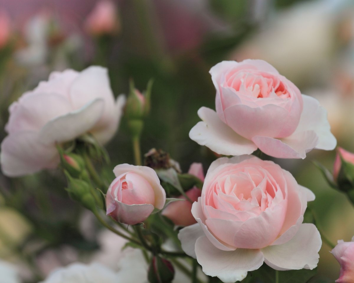 ���� ������� ������