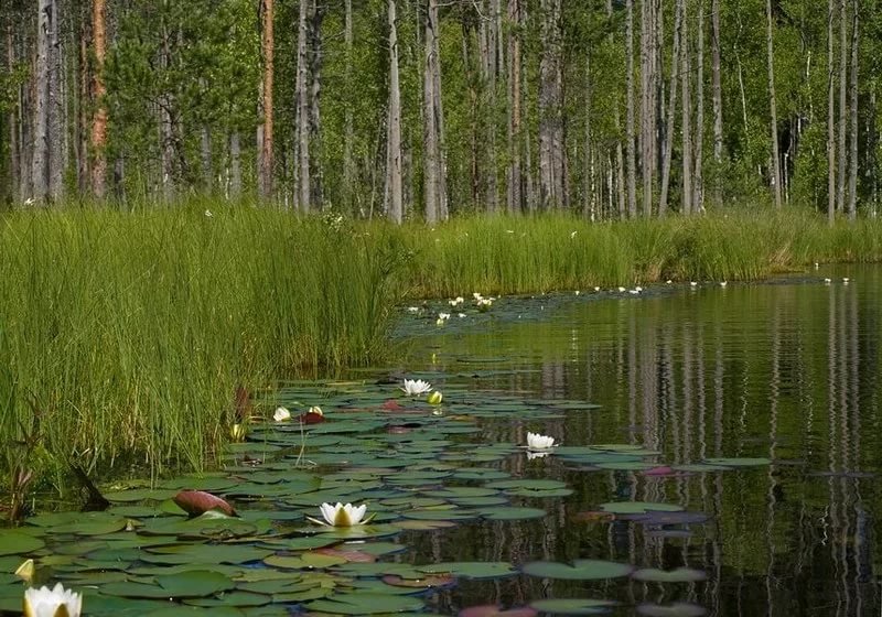 кувшинка болотная фото