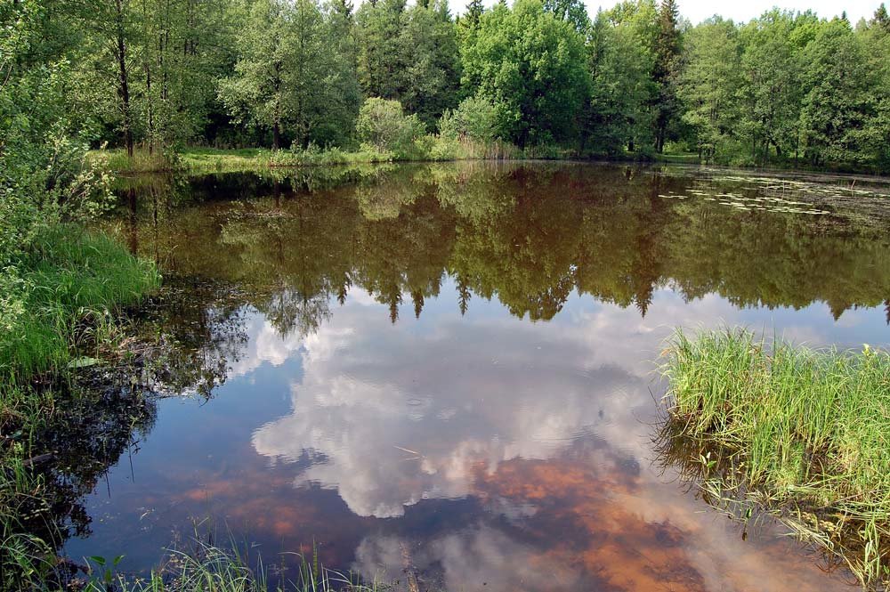 лесное озеро нижний новгород фото