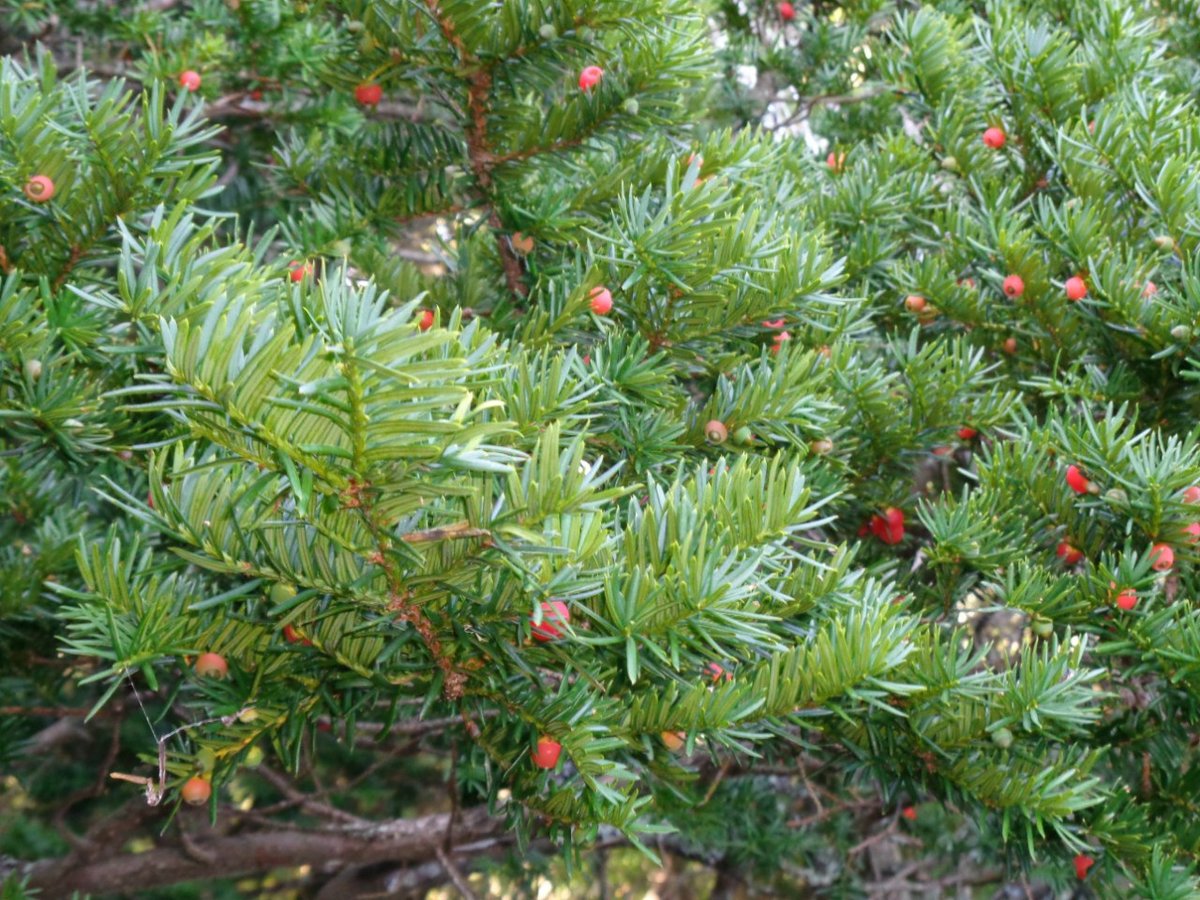 тисс ягодный (taxus baccata фото