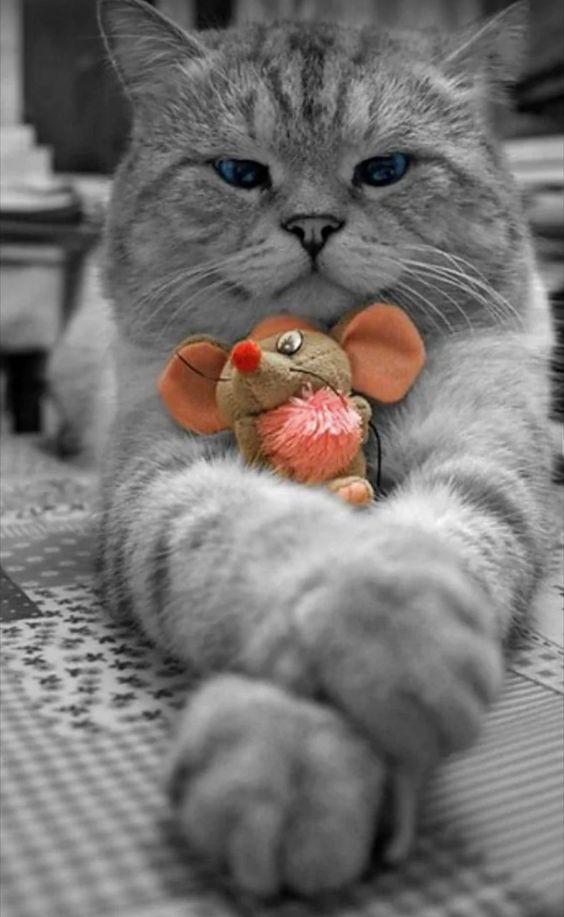 ��������, �������� � ���������� �������� � ��������� ��� ��������