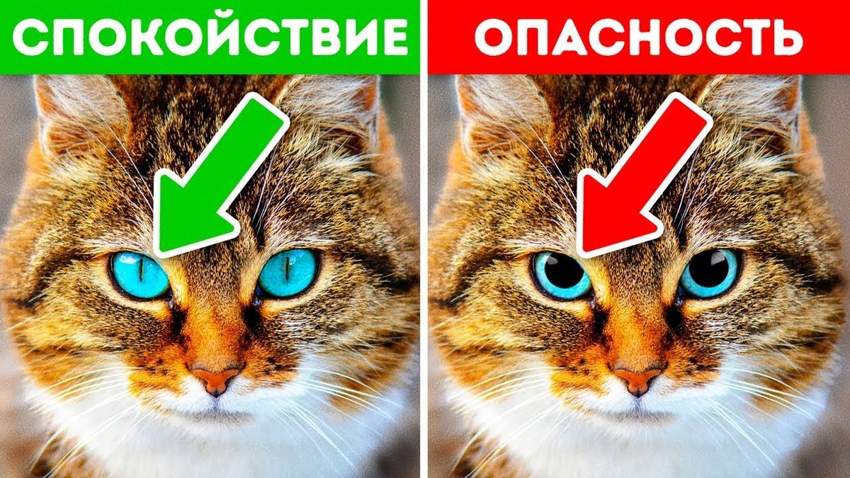 кошка красивая фото