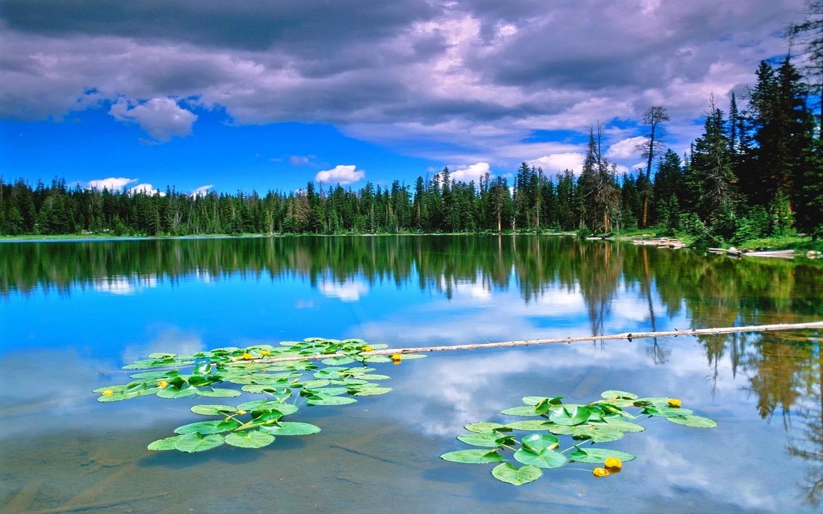 вода озеро в лесу фото