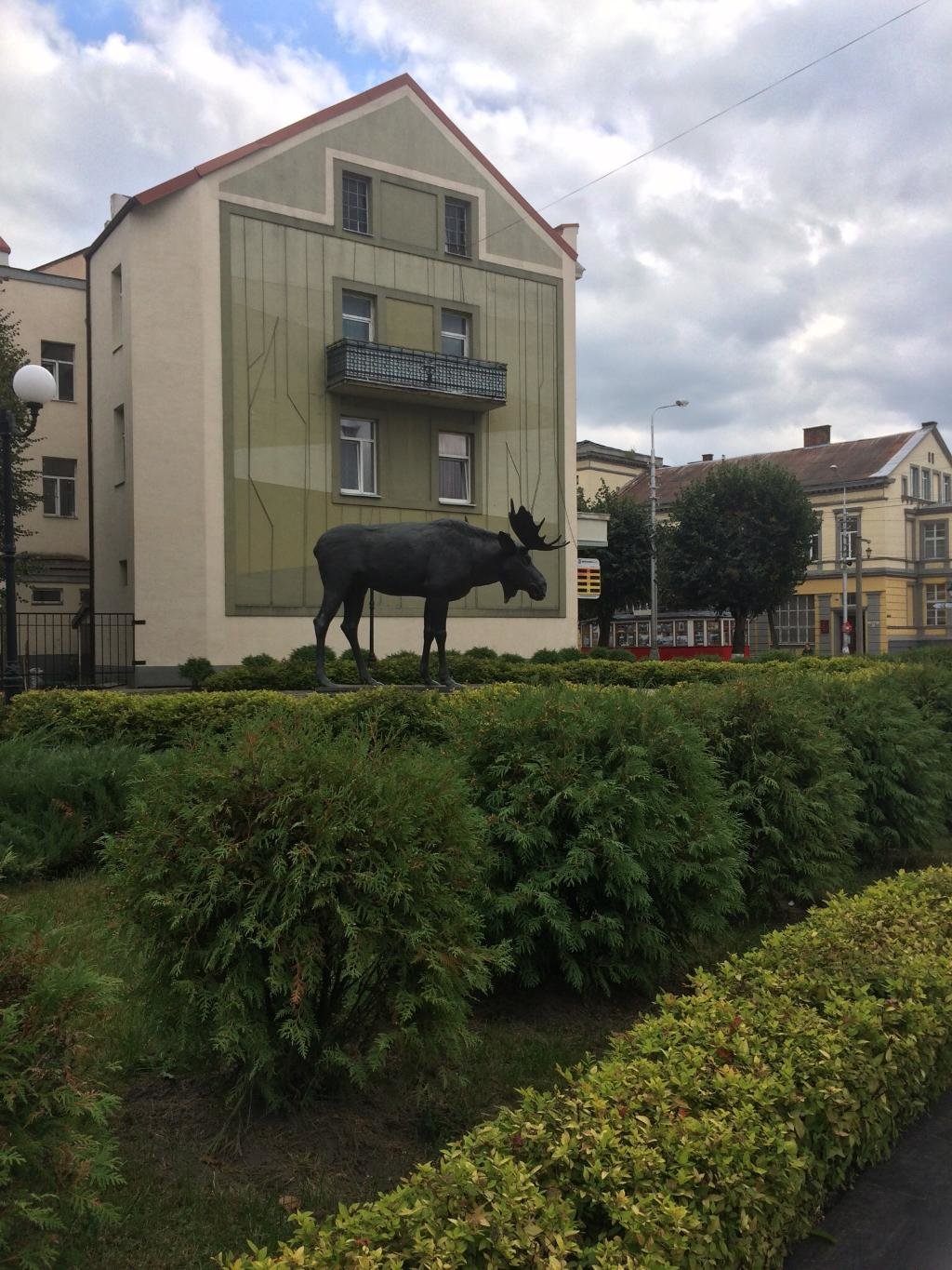 лось в городе советске калининградской фото
