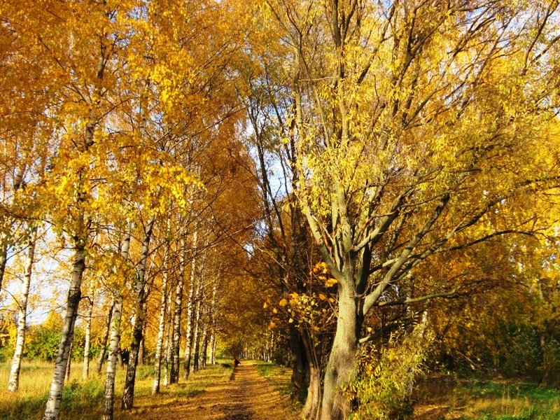 дубовая роща осень фото