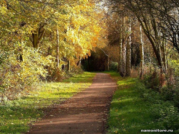 тропинка в осеннем лесу фото