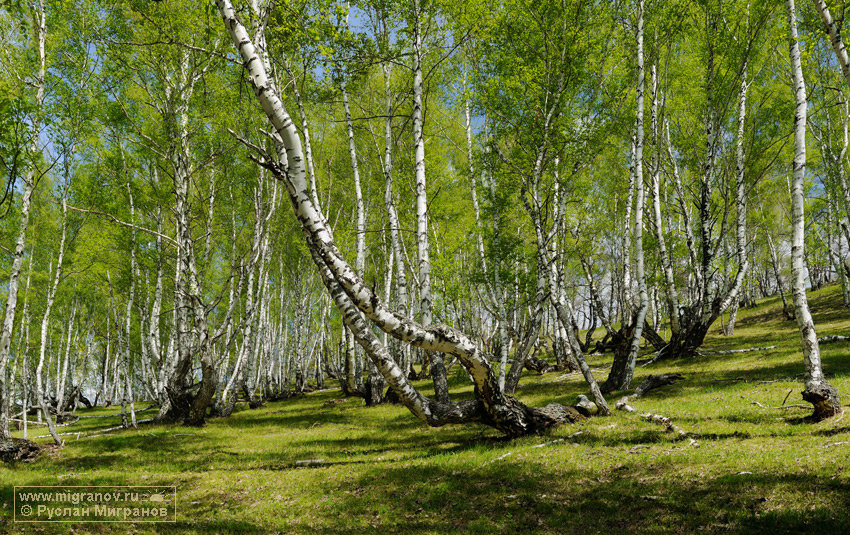 уральский березовый лес фото