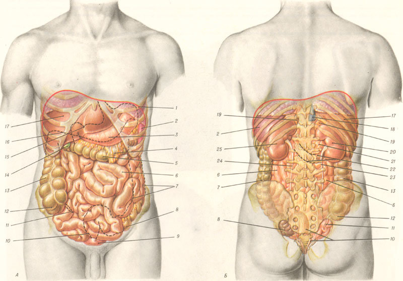 Картинка внутренностей живота