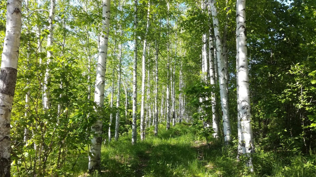 берёзовая роща фото