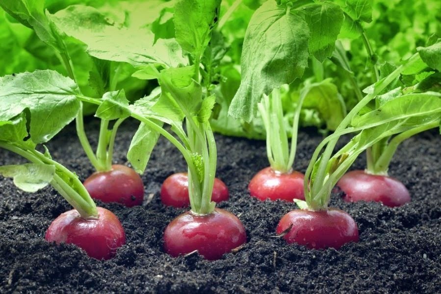 как вырастить ранние овощи