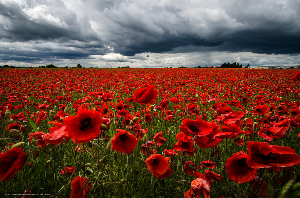 �������� ���� ������ �����, ���� ������