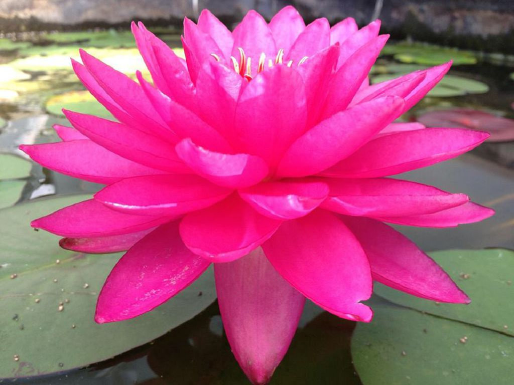 кувшинка гибридная nymphaea фото