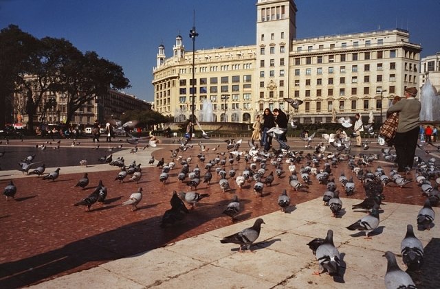 площадь каталонии барселона голуби фото