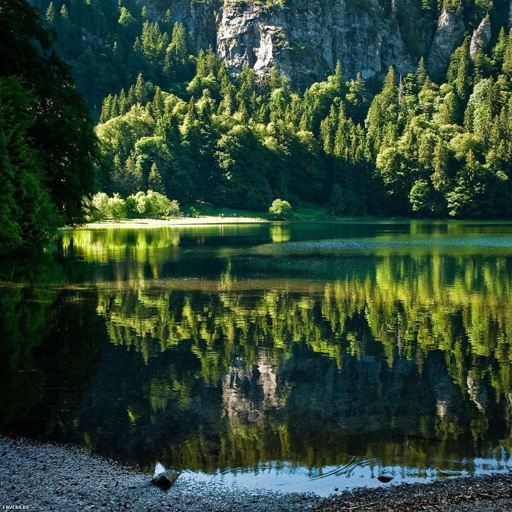 лес шварцвальд германия фото