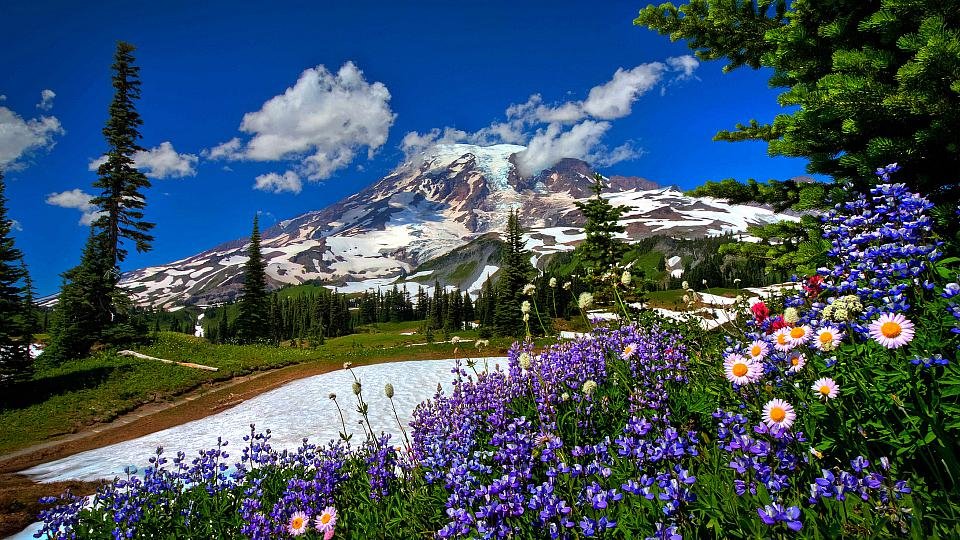 альпийские луга новая зеландия фото