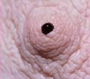 s-korichnevimi-soskami-svadebnom-plate-seks