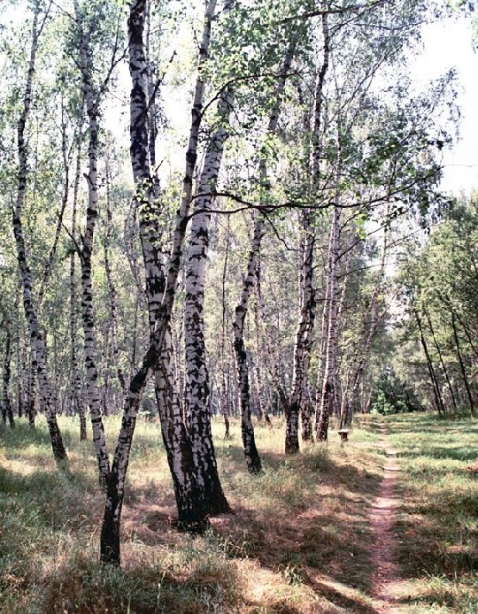 березняк лес фото