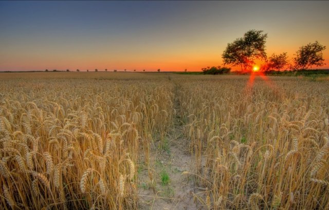 пшеница поле фото