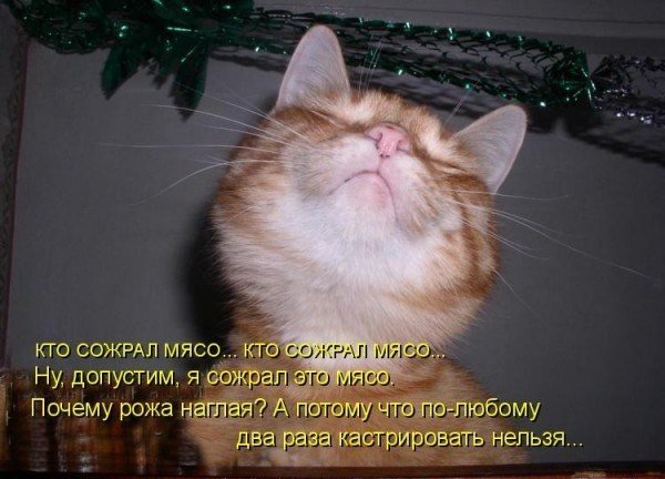 смешные картинки с котами с надписью - Hello World