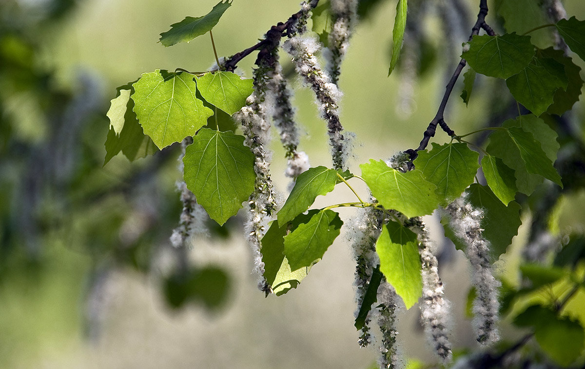 осина populus tremula фото