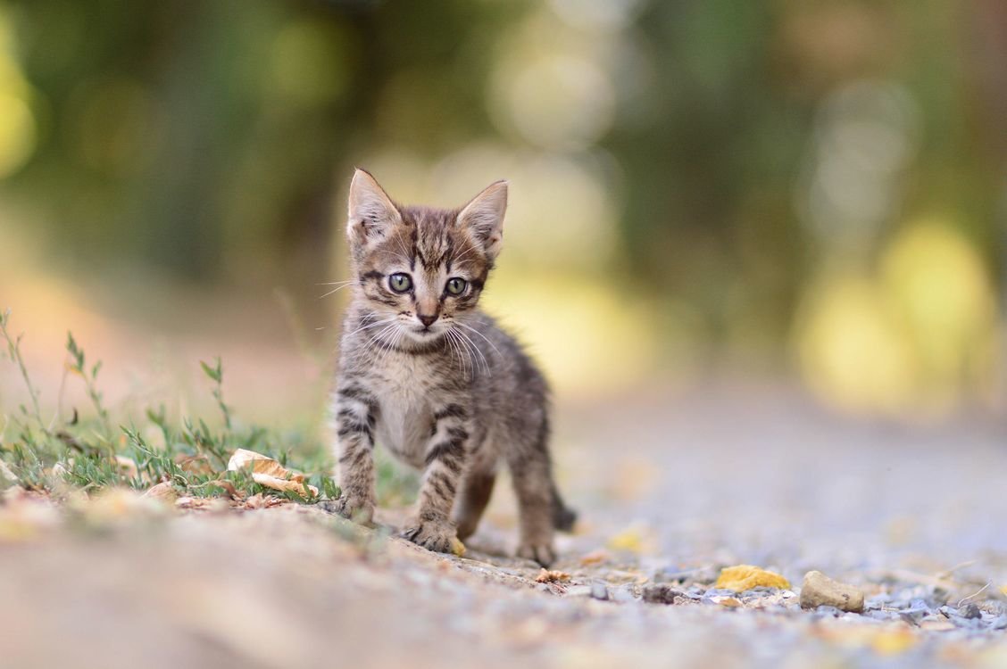 картинки котята на природе фото