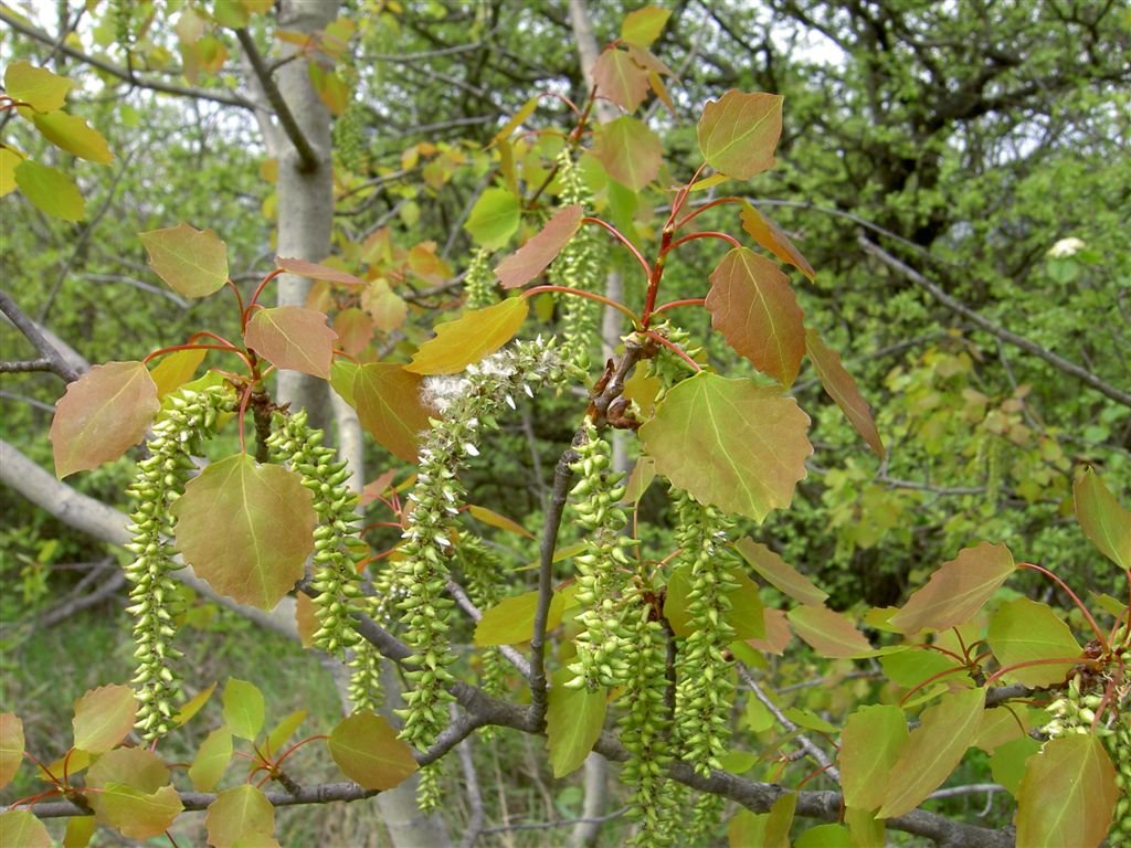 осина обыкновенная populus tremula фото