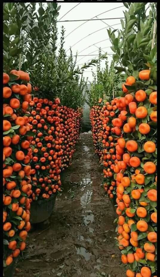 плантация кумквата фото