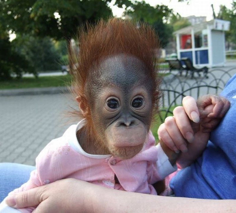 �������� ������� ��������, �������