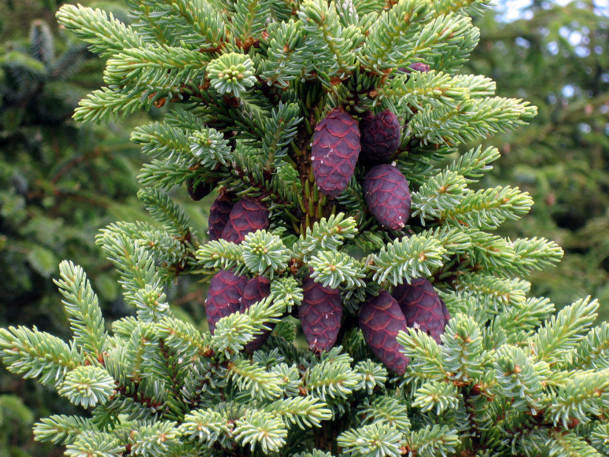 ель черная picea mariana фото