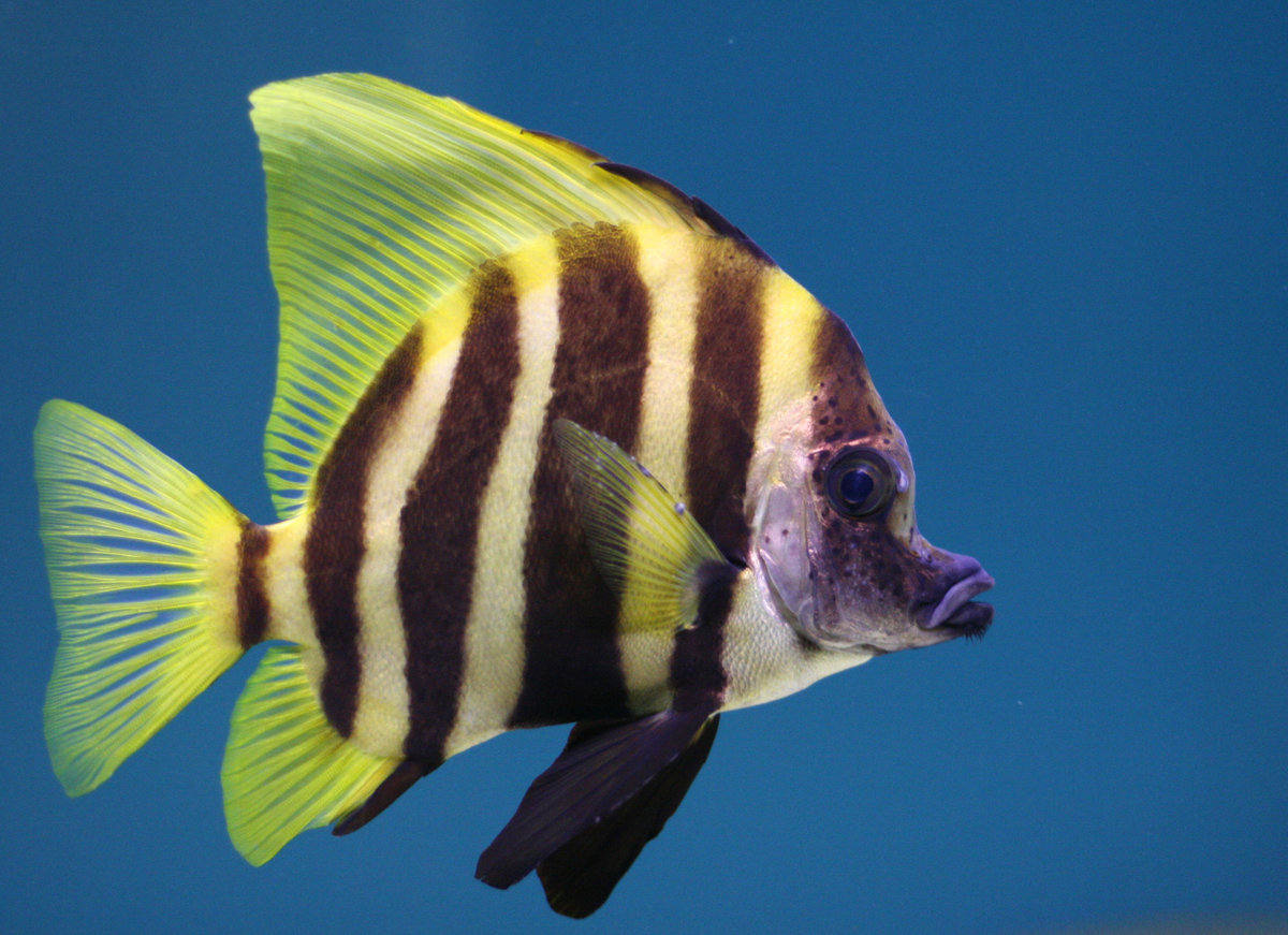 striped-rainbow-fish-circle