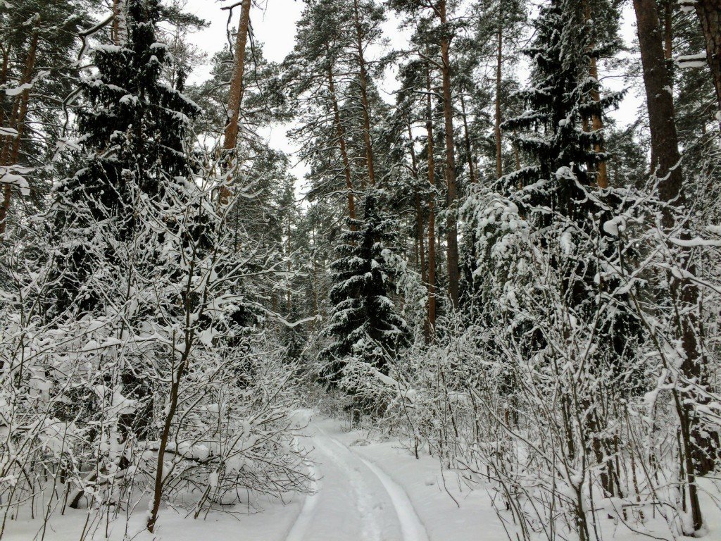 зимний лес подмосковье фото