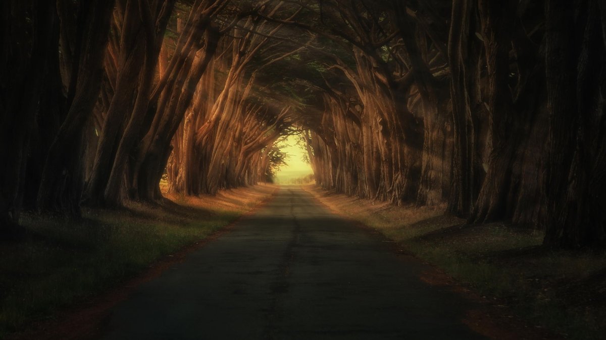 кипарисовый туннель, национальный парк point reyes, калифорния фото