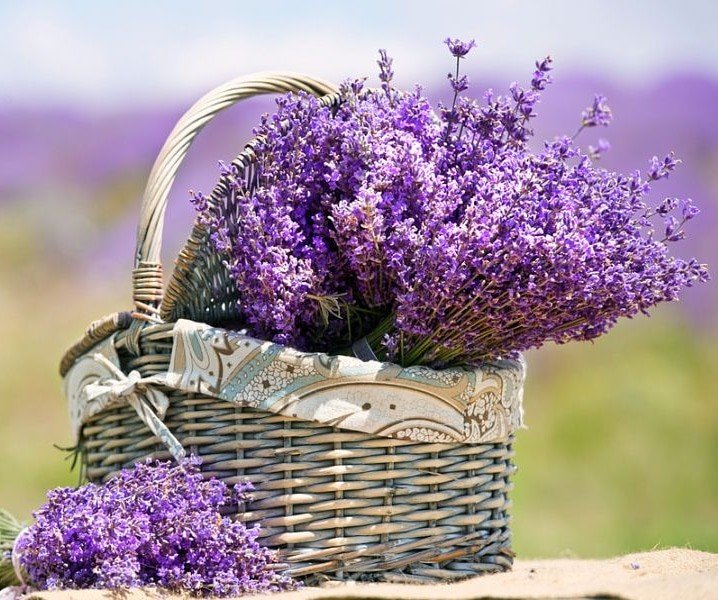 ������� �������� ��������, �������� ���������