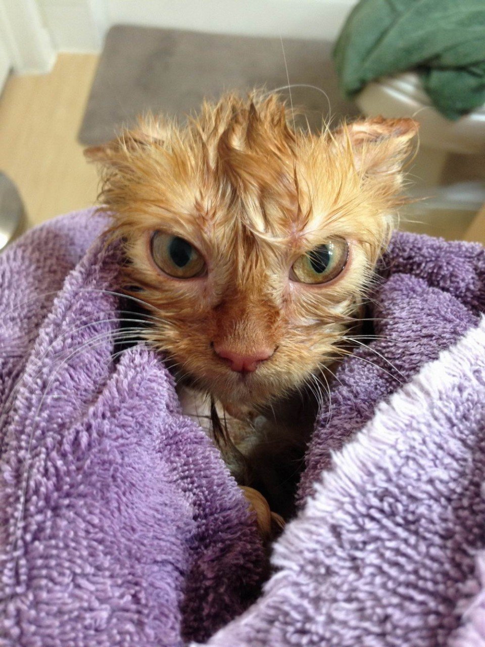 ������� ���, �������� ������� ����� �����