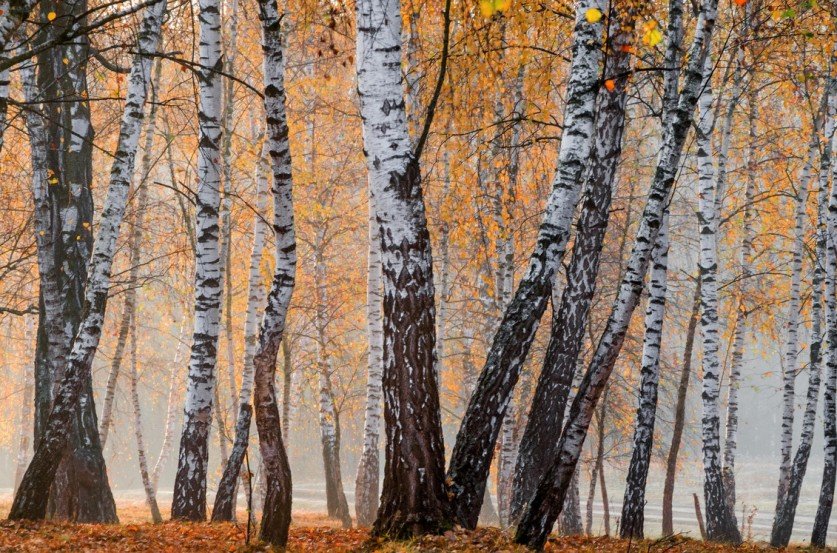 осень берёзовая роща фото