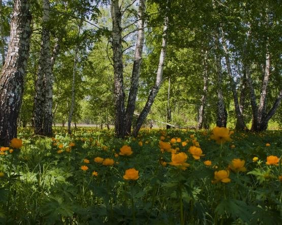 загорянка березовая роща фото