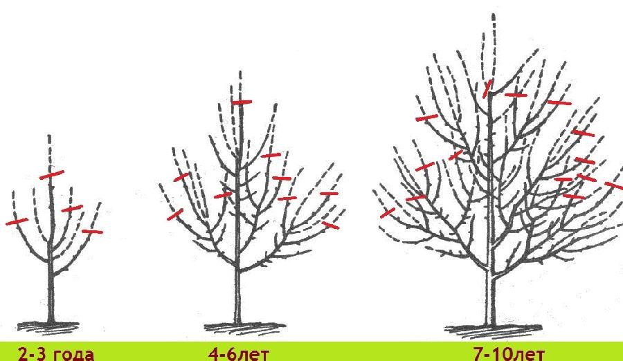 как правильно обрезать яблоневые деревья
