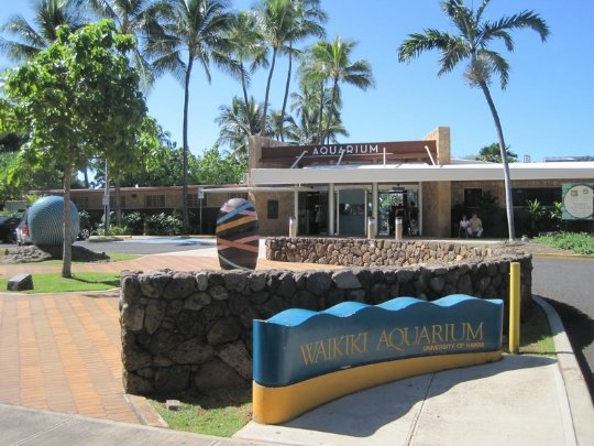 waikiki aquarium фото