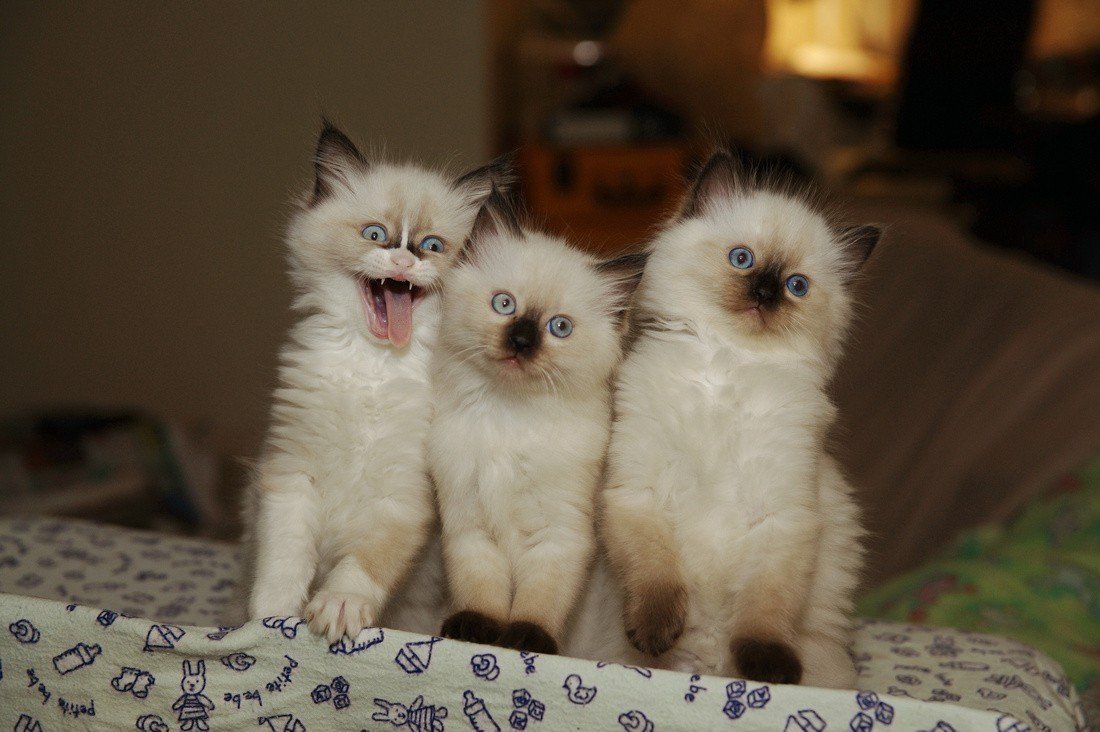 ������ ��� ����� ��������, ����� �����