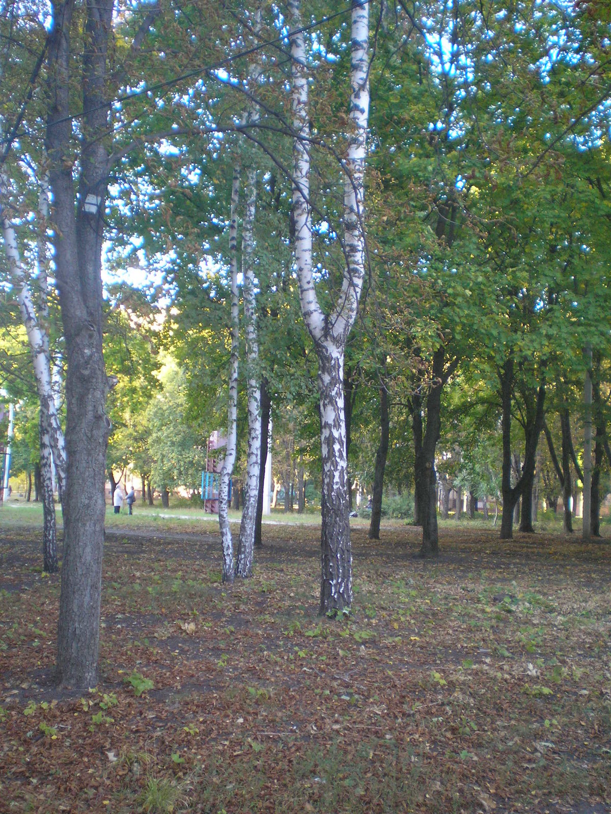 парк березовая роща москва фото