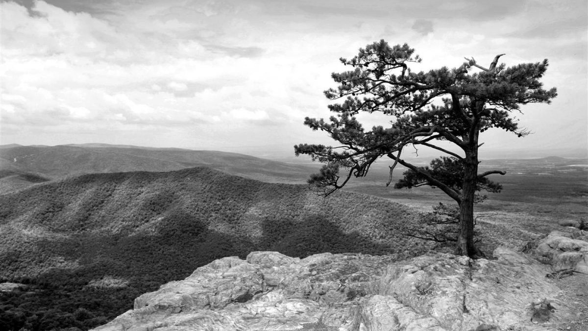 сосна на скале фото