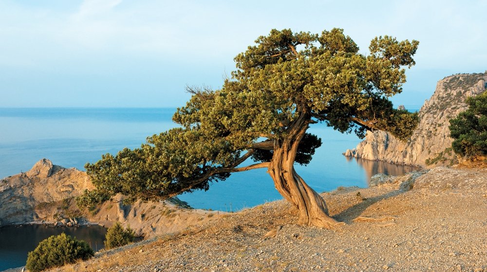 сосна станкевича в крыму фото