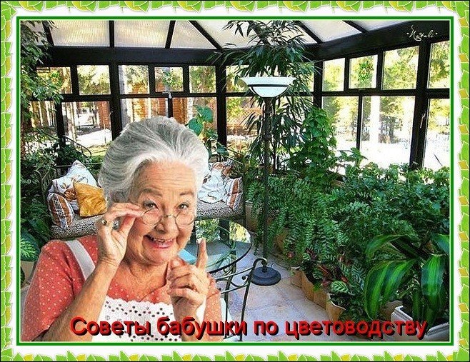 бабушкины советы фото