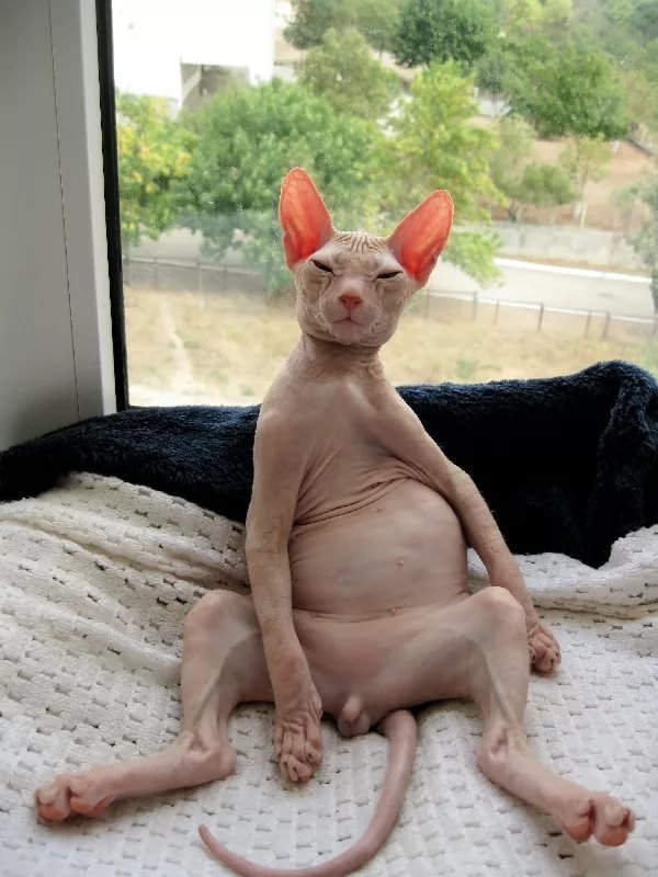 ������� �������� �� ��������